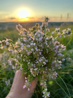 Чабрец