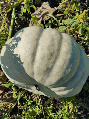 Тыква