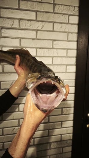 Толстолобик