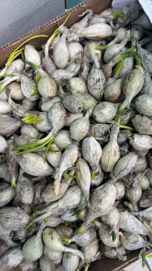 Лук на посев