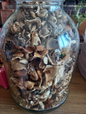 Вешенки