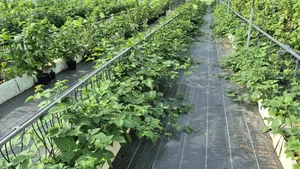 Саженцы ежевики с закрытой корневой системой, контейнер 0.8 л