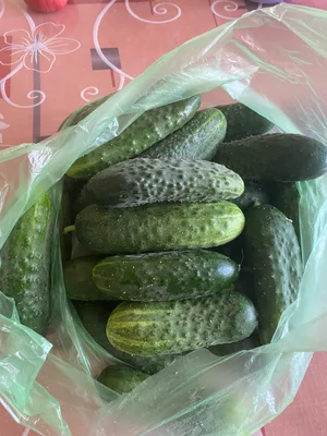 Огурцы
