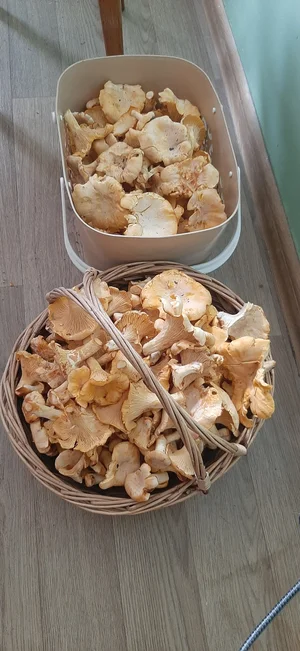 Лисички