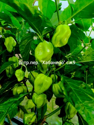 Хабанеро