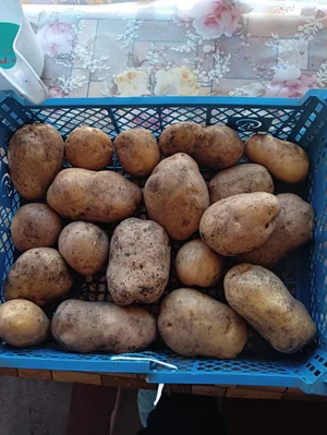 Картофель