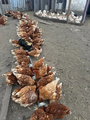 Куриные яйца