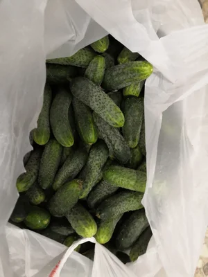 Огурчики