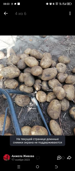 Картофель домашний Пикассо и домарис