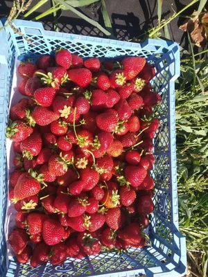 Клубника