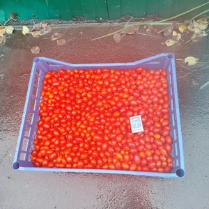 Помидоры