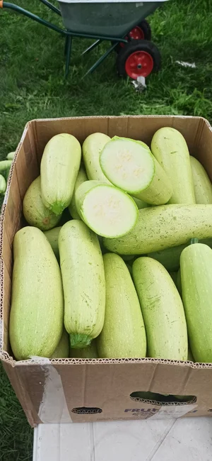 Кабачок