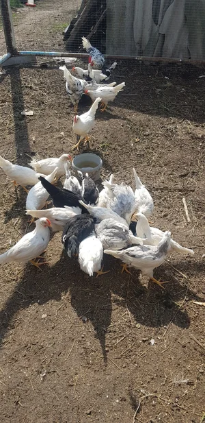 Яйца куриные домашние