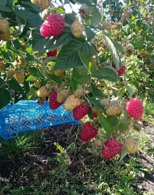 Малина