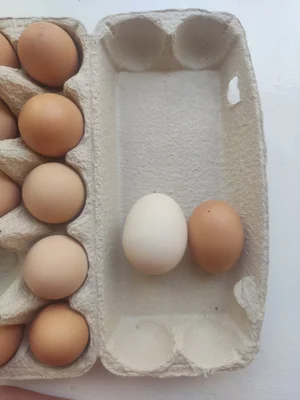Домашние куриные яйца