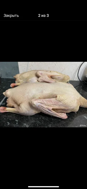 Гуси