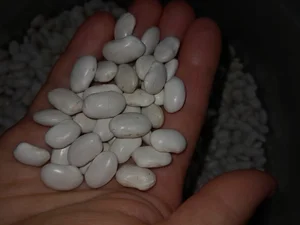 Лук