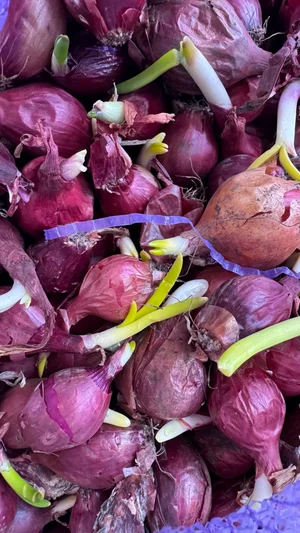 Лук на посев