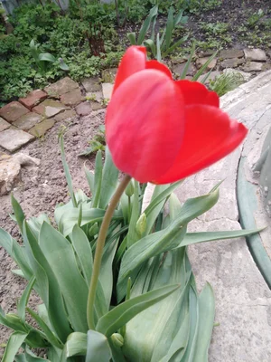 Тюльпаны