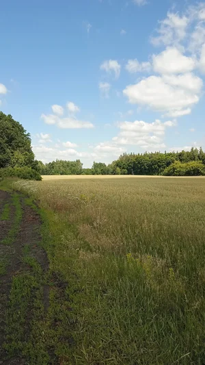 Красная смородина