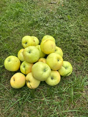 Яблоки