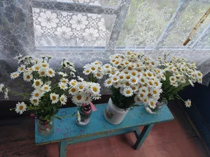 Ромашки