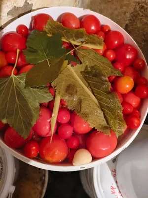 Картофель