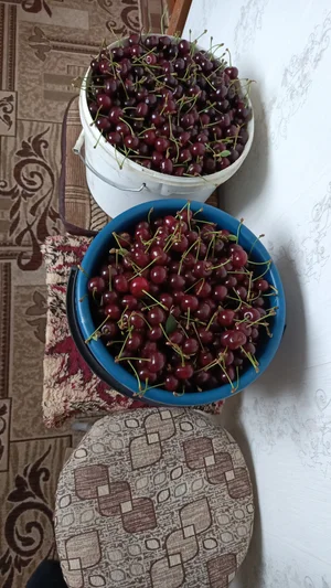 Огурцы