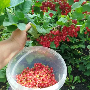 Смородина