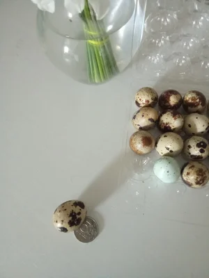Домашнее перепелиное яйцо