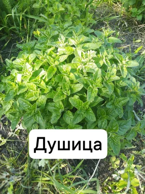 Лук