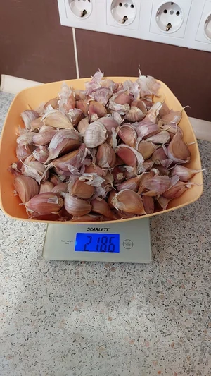 Чеснок