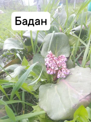 Лук