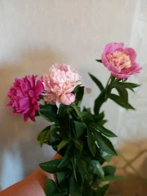 Пионы