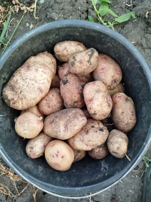 Картофель
