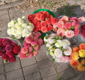 Букеты из георгин