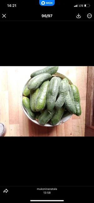 Картофель