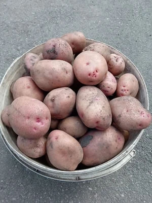 Картофель