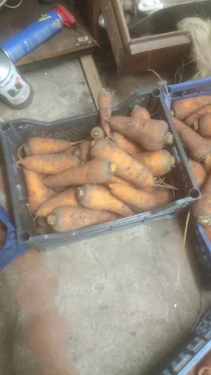 Морковь домашняя