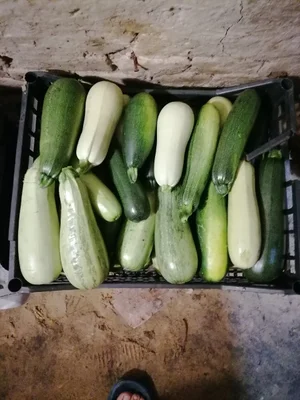 Кабачки