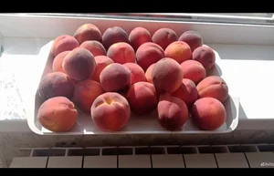 Домашние заготовки