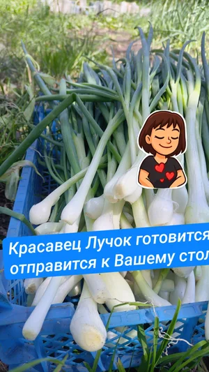 Лук с головкой
