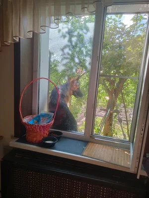 Козье молоко