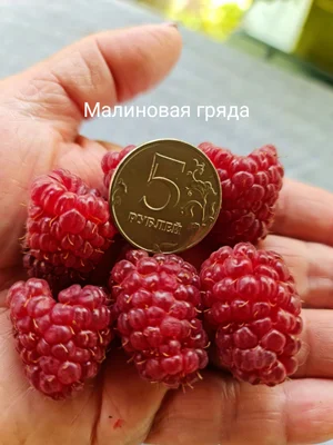 Саженцы ремонтантной малины окс