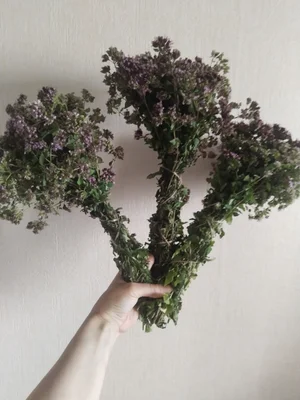 Душица (орегано)