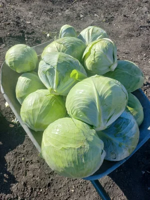 Капуста домашняя