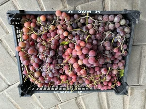 Виноград (сорт Лидия)
