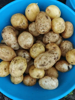Курочки бройлерные