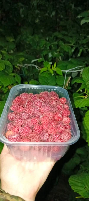 Малина