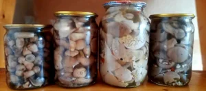 Молодая мята с корнями